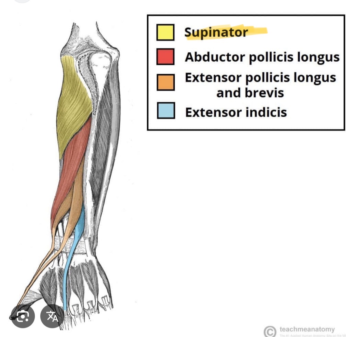 <p>Back side of forarm, deeper</p>