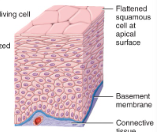 <p>stratified squamous epithelium </p>
