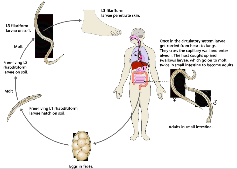 <p>A direct life cycle. they feed on blood produced from biting intestines. Strong disease in children and pregnant women like anemia, cardiac failure, and death. </p>