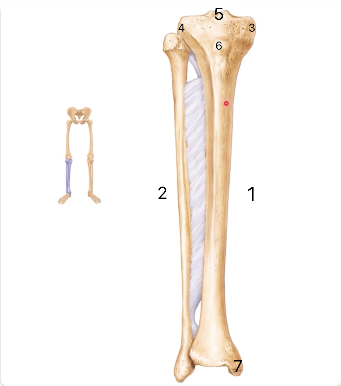 <p>What are these bones and what are the features?</p>
