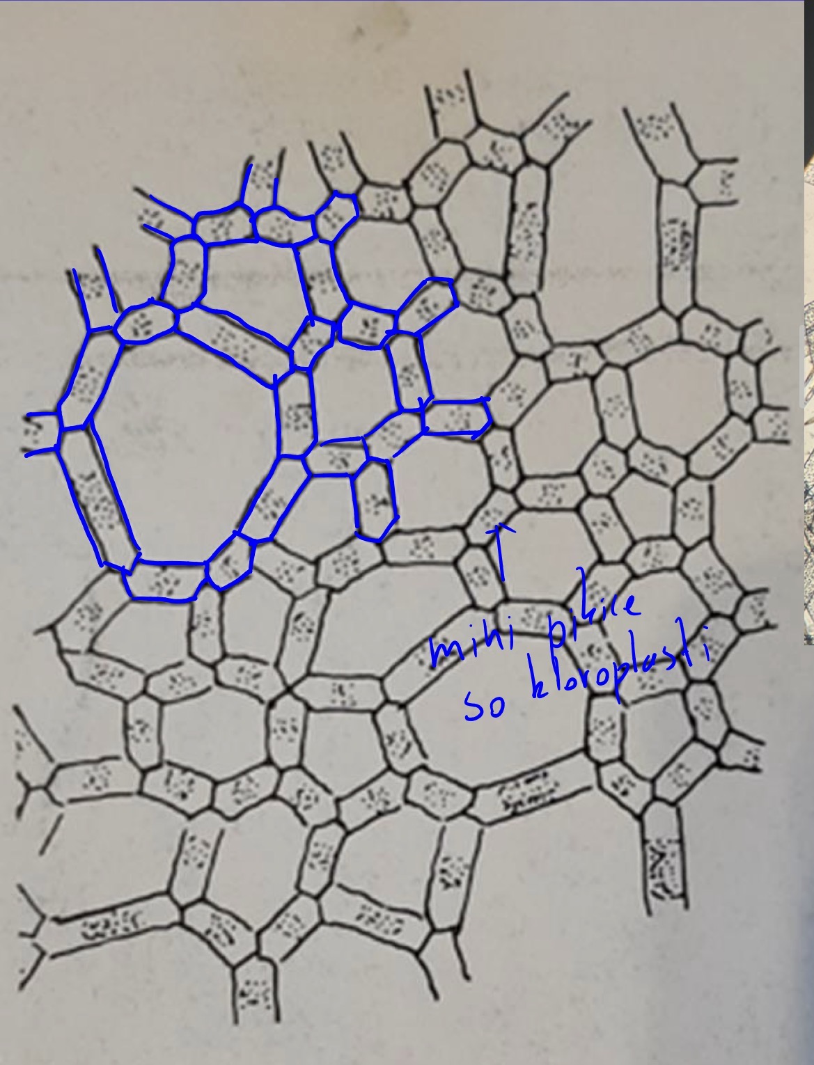 <p>Deblo : zelene alge - chlorophyta</p><p>Razred chlorophyceae - prave zelene alge</p><p>Red chlorcoccales</p><p>Rod hydrodyictyon</p>