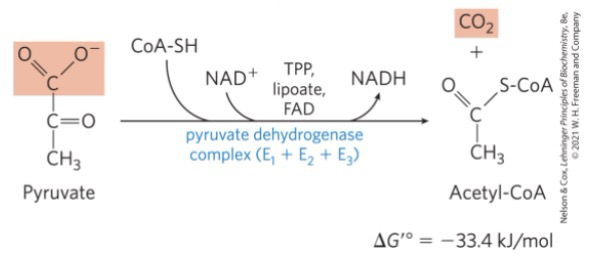 <p>Function: Processes pyruvate into Acetyl-CoA and CO<sub>2</sub> (First CO<sub>2</sub> releasing process)</p><p>Three main enzymes: E<sub>1,</sub> E<sub>2,</sub> and E<sub>3</sub></p><p>Also contains regulatory kinase and phosphatase; Each complex contains several subunits of the E complex; Overall reaction is a large -ΔG</p>