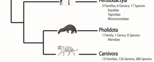 <p>Pholidota &amp; Carnivora</p>