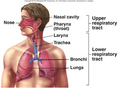 <p>-pulmonary ventilation (breathing)</p><p>-gas exchange (external respiration)</p><p>-gas conditioning (internal respiration- warm, humidify, and cleanse air)</p><p>-sound production</p><p>-olfaction (smell)</p>