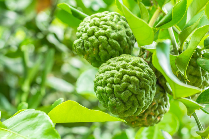 <p><strong>Common Name</strong>: <span style="background-color: transparent;">Makrut lime, Kabuyaw</span></p><p><strong>Parts Used</strong>: <span style="background-color: transparent;">Leaves, fruit peel</span></p><p><strong>Use/s</strong>: Anti-inflammatory; fever, flu, abdominal pain, indigestion, skin/scalp conditions</p><p><strong>Major Metabolites</strong>: C<span style="background-color: transparent;">itronellal, citronellol, limonene (monoterpenes)</span></p>