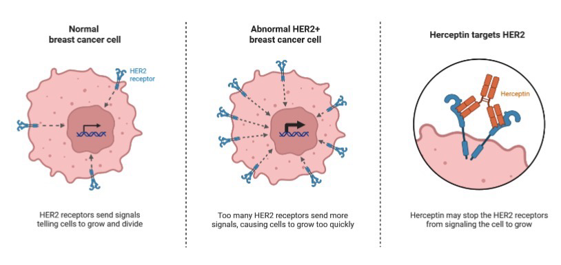 <p>~25% of breast cancers are HER2+; which produces a high amount of HER2 receptor; because there is so many receptors, they have a chance of simply meeting each other and forming a dimer without going through the RTK system pathway</p><p><strong>Herceptin</strong> is a <strong>synthetic antibody</strong> that binds to <strong>HER2</strong> (Receptor that activates RAS pathway); Traps HER2 in <strong>monomer </strong>form instead of activated dimer form; This trap also signals and activates immune system to degrade cancerous cells</p>