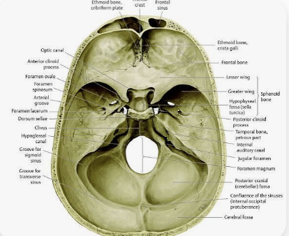 <p>Skull.</p>