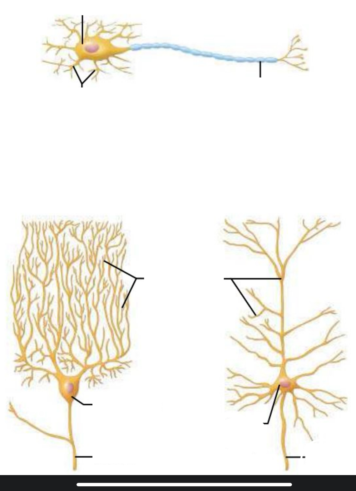 <p><span style="line-height: 22.0875px;">Identity neuron type and location </span></p>