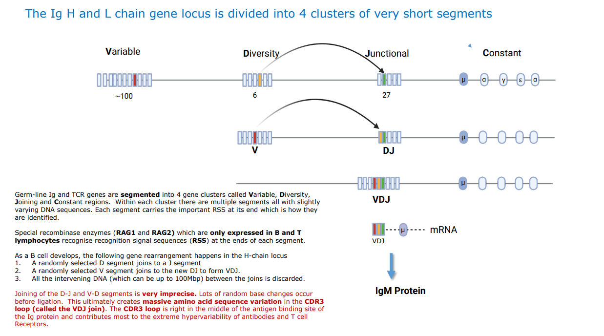 <ul><li><p>the Ig H-chain gene locus is divided into four clusters:</p><table style="min-width: 75px;"><colgroup><col style="min-width: 25px;"><col style="min-width: 25px;"><col style="min-width: 25px;"></colgroup><tbody><tr><th colspan="1" rowspan="1" style="box-sizing: border-box; border-width: 0px 0px 0.5px; border-style: solid; margin: 0px; padding: 0px 16px 0px 0px; padding-block: 8px; vertical-align: top; --tw-font-weight: 700; font-weight: 600;"><p><strong>Segment</strong></p></th><th colspan="1" rowspan="1" style="box-sizing: border-box; border-width: 0px 0px 0.5px; border-style: solid; margin: 0px; padding: 0px 16px 0px 0px; padding-block: 8px; vertical-align: top; --tw-font-weight: 700; font-weight: 600;"><p><strong>Name</strong></p></th><th colspan="1" rowspan="1" style="box-sizing: border-box; border-width: 0px 0px 0.5px; border-style: solid; margin: 0px; padding: 0px 16px 0px 0px; padding-block: 8px; vertical-align: top; --tw-font-weight: 700; font-weight: 600;"><p><strong>Number of variants</strong></p></th></tr><tr><td colspan="1" rowspan="1" style="box-sizing: border-box; border-width: 0px 0px 0.5px; border-style: solid; margin: 0px; padding: 0px 16px 0px 0px; padding-block: 8px; vertical-align: top;"><p><strong>V</strong></p></td><td colspan="1" rowspan="1" style="box-sizing: border-box; border-width: 0px 0px 0.5px; border-style: solid; margin: 0px; padding: 0px 16px 0px 0px; padding-block: 8px; vertical-align: top;"><p>Variable</p></td><td colspan="1" rowspan="1" style="box-sizing: border-box; border-width: 0px 0px 0.5px; border-style: solid; margin: 0px; padding: 0px 16px 0px 0px; padding-block: 8px; vertical-align: top;"><p>~100</p></td></tr><tr><td colspan="1" rowspan="1" style="box-sizing: border-box; border-width: 0px 0px 0.5px; border-style: solid; margin: 0px; padding: 0px 16px 0px 0px; padding-block: 8px; vertical-align: top;"><p><strong>D</strong></p></td><td colspan="1" rowspan="1" style="box-sizing: border-box; border-width: 0px 0px 0.5px; border-style: solid; margin: 0px; padding: 0px 16px 0px 0px; padding-block: 8px; vertical-align: top;"><p>Diversity</p></td><td colspan="1" rowspan="1" style="box-sizing: border-box; border-width: 0px 0px 0.5px; border-style: solid; margin: 0px; padding: 0px 16px 0px 0px; padding-block: 8px; vertical-align: top;"><p>6</p></td></tr><tr><td colspan="1" rowspan="1" style="box-sizing: border-box; border-width: 0px 0px 0.5px; border-style: solid; margin: 0px; padding: 0px 16px 0px 0px; padding-block: 8px; vertical-align: top;"><p><strong>J</strong></p></td><td colspan="1" rowspan="1" style="box-sizing: border-box; border-width: 0px 0px 0.5px; border-style: solid; margin: 0px; padding: 0px 16px 0px 0px; padding-block: 8px; vertical-align: top;"><p>Junctional</p></td><td colspan="1" rowspan="1" style="box-sizing: border-box; border-width: 0px 0px 0.5px; border-style: solid; margin: 0px; padding: 0px 16px 0px 0px; padding-block: 8px; vertical-align: top;"><p>27</p></td></tr><tr><td colspan="1" rowspan="1" style="box-sizing: border-box; border-width: 0px 0px 0.5px; border-style: solid; margin: 0px; padding: 0px 16px 0px 0px; padding-block: 8px; vertical-align: top;"><p><strong>C</strong></p></td><td colspan="1" rowspan="1" style="box-sizing: border-box; border-width: 0px 0px 0.5px; border-style: solid; margin: 0px; padding: 0px 16px 0px 0px; padding-block: 8px; vertical-align: top;"><p>Constant</p></td><td colspan="1" rowspan="1" style="box-sizing: border-box; border-width: 0px 0px 0.5px; border-style: solid; margin: 0px; padding: 0px 16px 0px 0px; padding-block: 8px; vertical-align: top;"><p>Defines antibody class (μ, α, γ, ε, δ)</p></td></tr></tbody></table><p></p></li></ul><p></p>