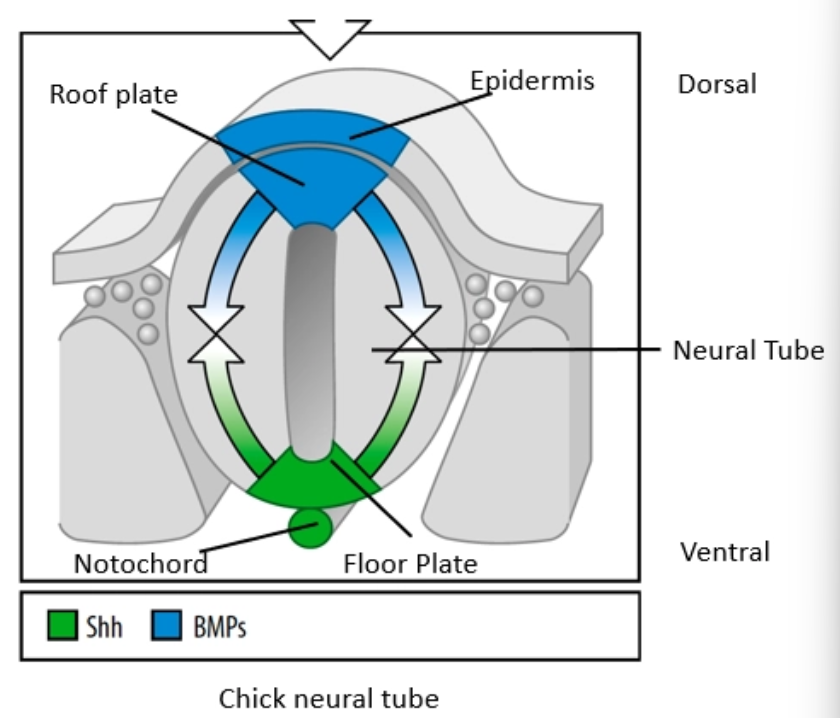 <ul><li><p>epidermal BMP signaling specifies roof plate; notochord Shh signaling specifies floor plate</p></li><li><p>BMPs from roof plate diffuse ventrally and pattern the dorsal half of the neural tube</p></li><li><p>Shh from floor plate diffuse dorsally and pattern the ventral half of the neural tube</p></li></ul><p></p>