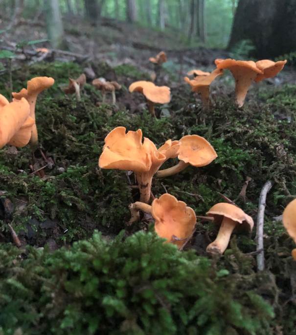 <p>Chantherellus lateritus</p>