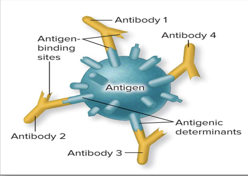 <ul><li><p>Also called an <strong>epitope</strong></p></li><li><p>It’s a <strong>tiny, specific part of an antigen</strong> that the immune system actually <strong>recognizes and binds to</strong>.</p></li><li><p>This is bound by an antibody, B or T receptors </p></li></ul><p></p>