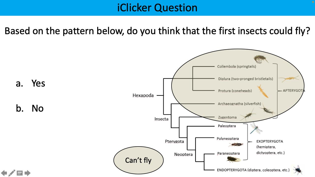 <p>Based on the pattern below, do you think the first insects could fly?</p>