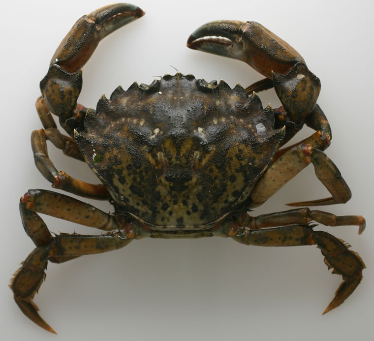 <p>Green Crab</p>