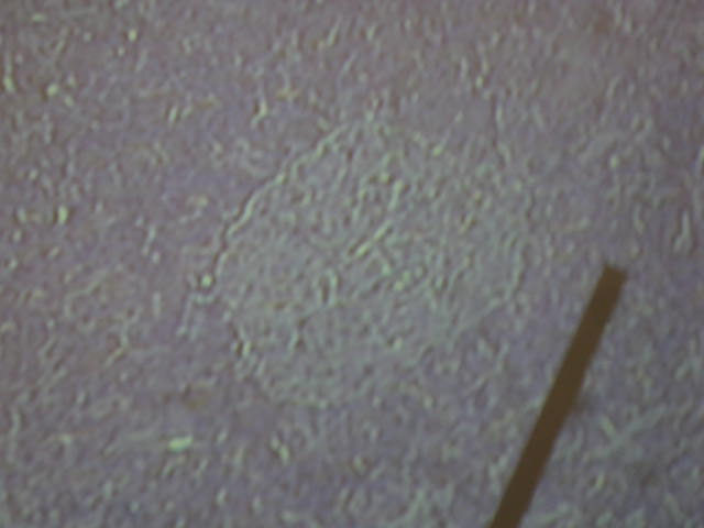 <p>Identify?</p><p>Lab Image 7-24</p>