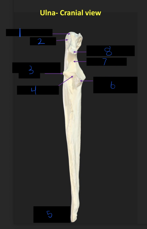 <p>Name these parts of the ulna</p>