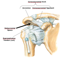 <p>The supraspinatus passes underneath</p>