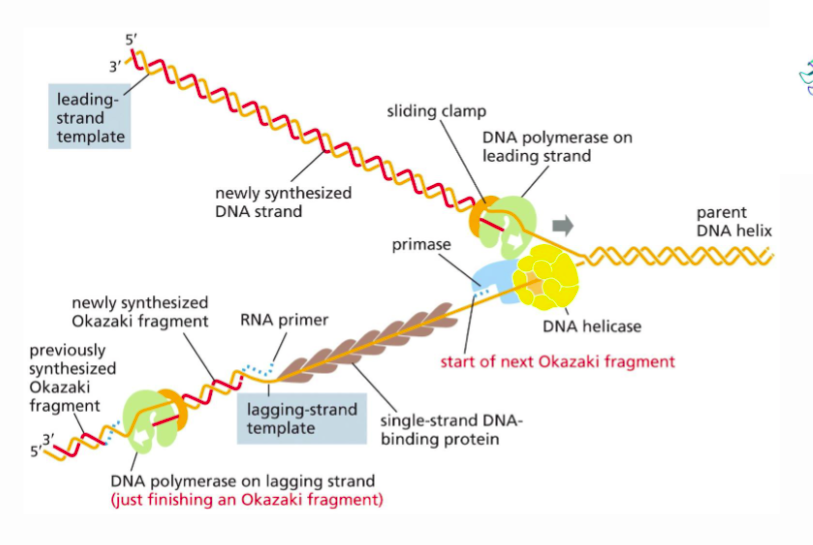 <p><span>A protein that holds DNA polymerase in place during strand extension</span></p>
