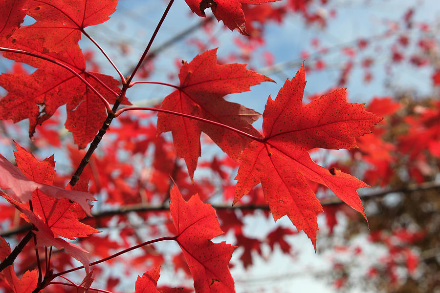 <p>Red Maple</p>
