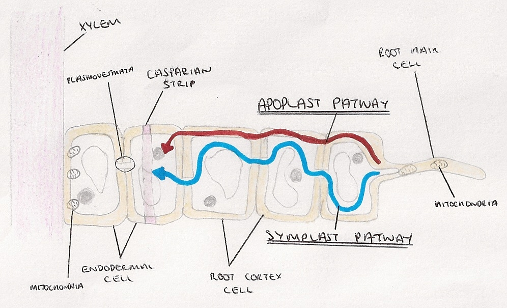 <p>The <strong>apoplastic pathway</strong> is the movement of water through the <strong>cell walls</strong> and spaces between cells.</p><p>Important: water does <strong>not</strong> enter the cytoplasm in this pathway.</p><p></p><p>FAST:</p><p>doesnt need to cross plasma membranes</p><ul><li><p>selective permeability </p></li></ul><p></p><p>BUT CAS[ARIAN STRIP</p><p>The <strong>Casparian strip</strong> is a waterproof band of <strong>suberin</strong> in the cell walls of endodermal cells.</p><p><strong>Suberin</strong> = a waterproof substance.</p><p>The Casparian strip blocks the apoplastic pathway because water cannot pass through it.</p><p>The Casparian strip forces water to leave the cell wall pathway and enter the <strong>symplastic pathway</strong>.</p><p>That means water must cross a plasma membrane.</p><p>This is useful because the plant can control which ions enter the xylem.</p><p>So the plant can selectively absorb mineral ions rather than letting everything from the soil enter the xylem.</p><p></p>