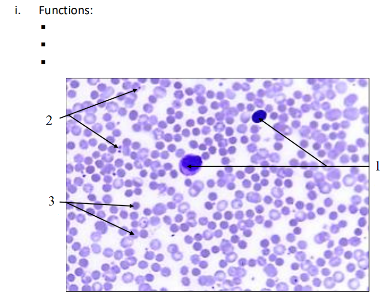 <ol><li><p>What is the name of this tissue?</p></li><li><p>Name terms 1-3.</p></li><li><p>What are the functions of each of these structures?</p></li></ol><p></p>