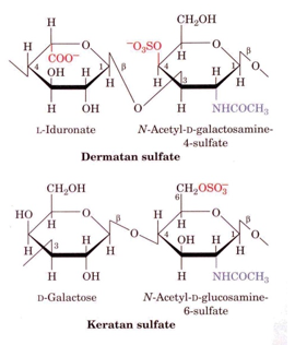 <ul><li><p>Polymeer van disachariden </p></li><li><p>Kenmerkend hebben ze een negatieve lading die ervoor zorgt dat ze veel moleculen kunnen binden (zijn gesulfateerd of niet gesulfateerd)</p></li><li><p>Komen voor op eiwitten die belangrijk zijn in en uit de cel</p></li></ul><p></p>