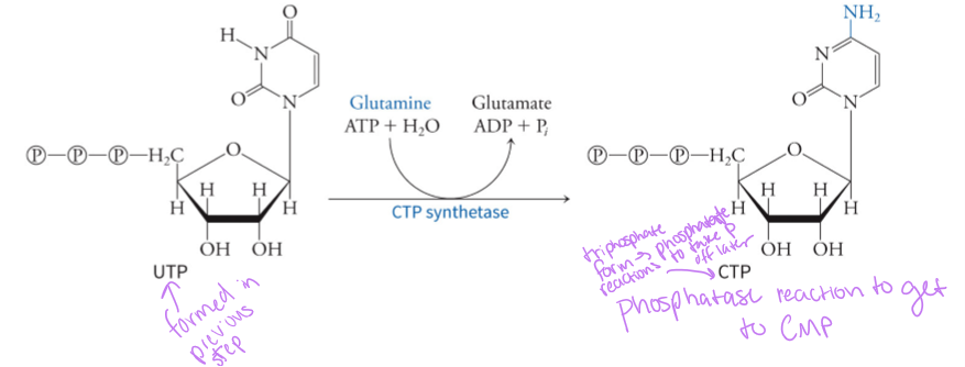 <p>UMP (uridine monophosphate) - CTP synthetase aminates UMP, which requires ATP and glutamine, to make CMP - this is what happens to UMP after it is converted by orotidylic acid decarboxylase in pyrimidine synthesis</p>