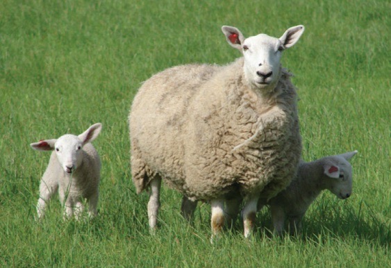 <img src="blob:null/70c5a7c9-3251-4198-9822-5e336a10b3d1"><p></p>