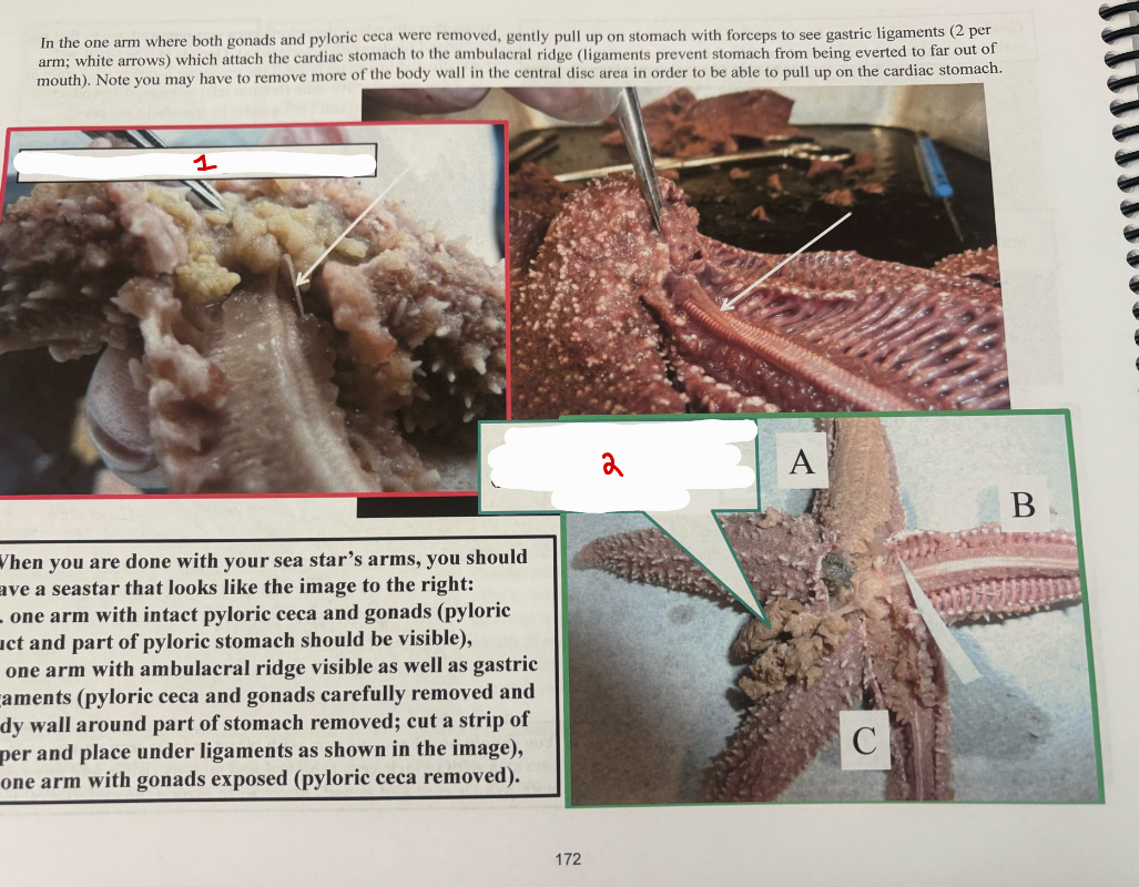 <p>Sea Star Arm Final</p>