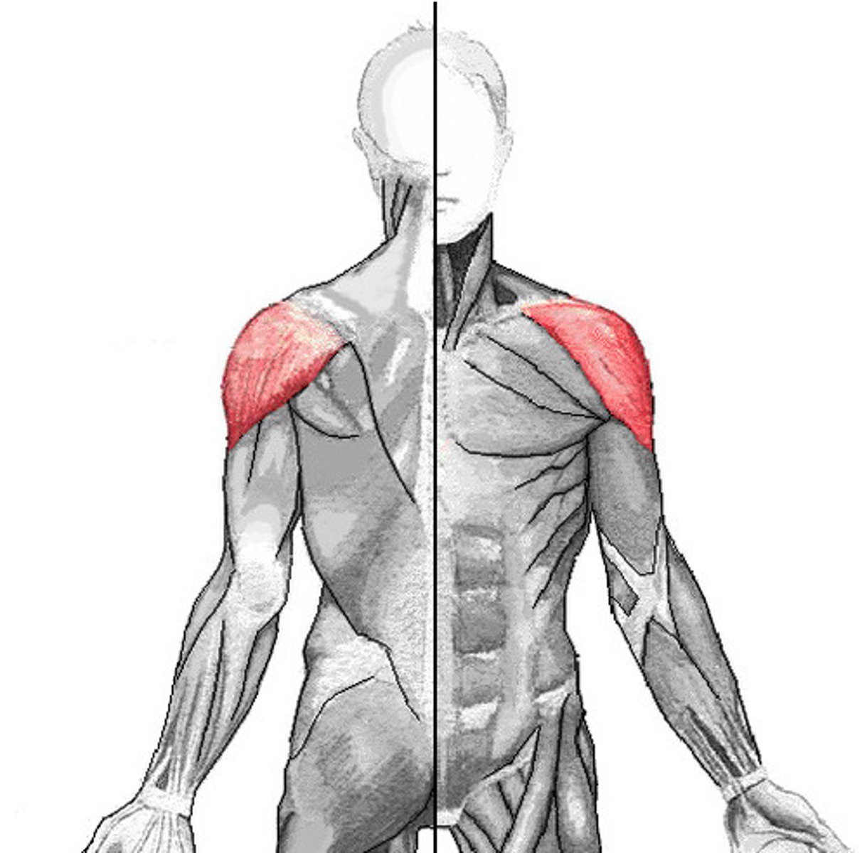 <p>Deltoid</p>