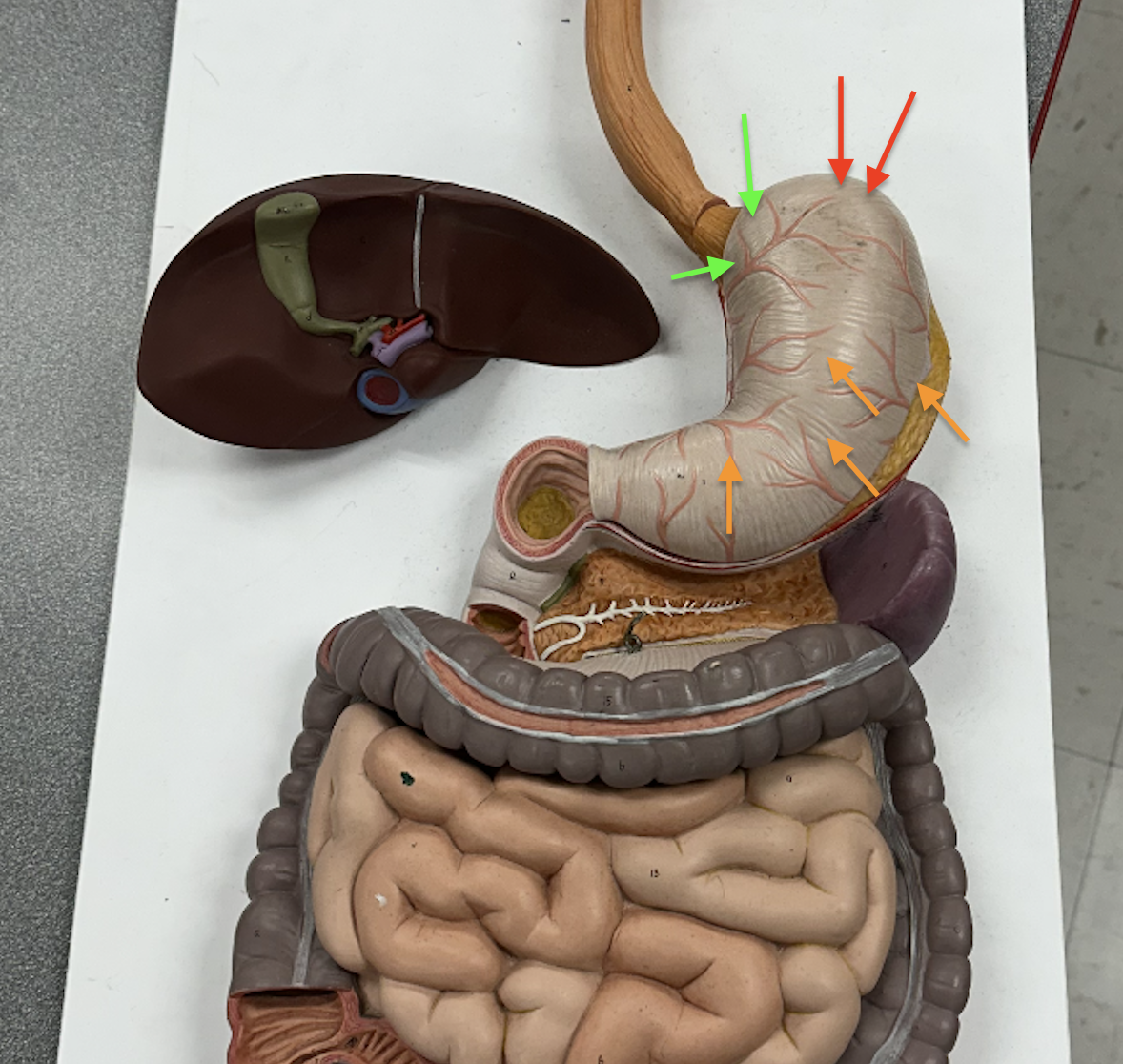 <p><span data-name="red_circle" data-type="emoji">🔴</span> <span data-name="green_circle" data-type="emoji">🟢</span> <span data-name="orange_circle" data-type="emoji">🟠</span>: Identify these regions</p>