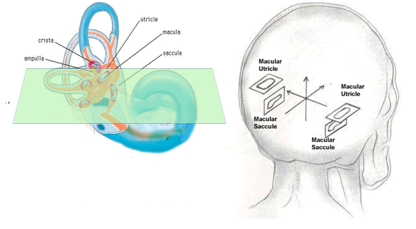 <p>Where is the macula?</p>