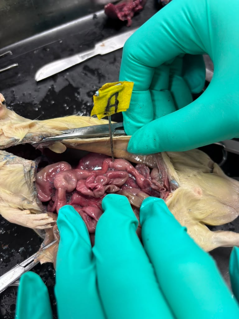 <p>Rat</p>