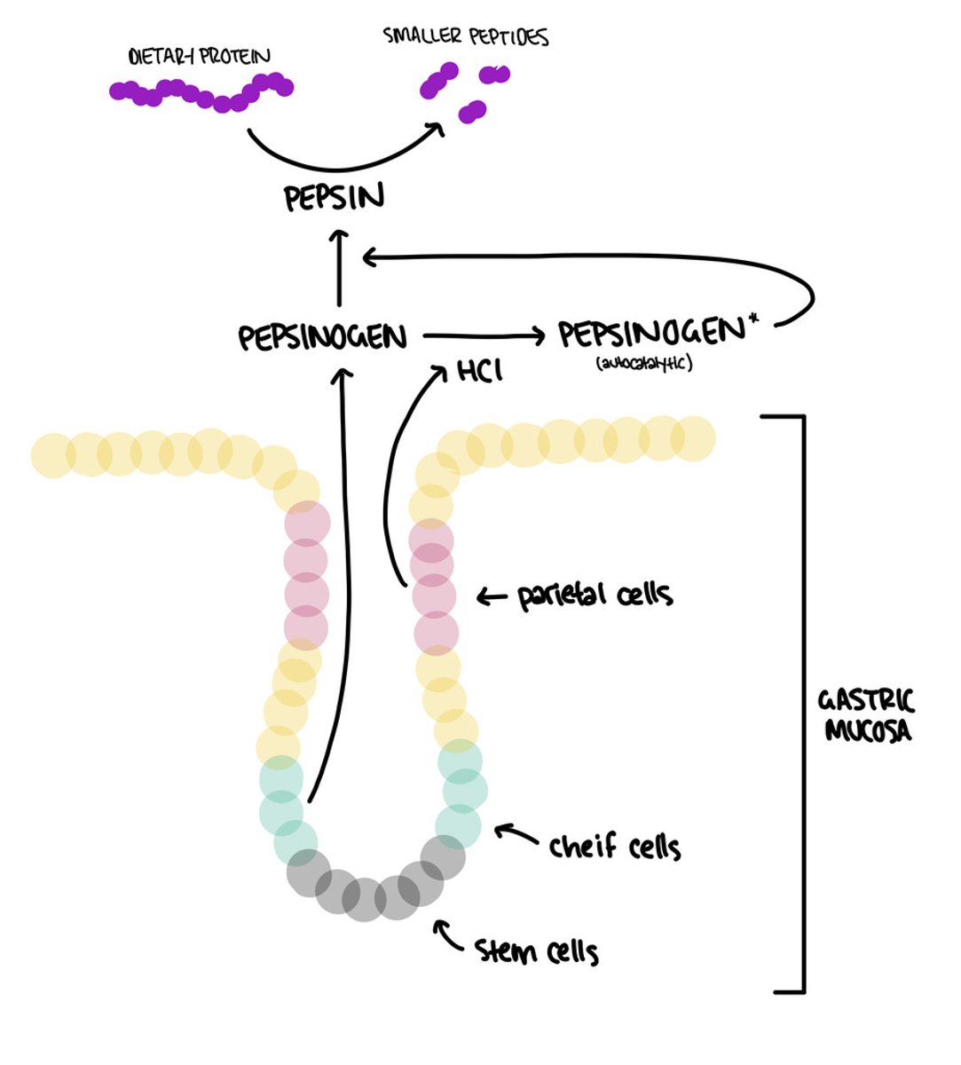 <p>Pepsin is an endopeptidase that hydrolyzes peptide bonds internally, breaking long polypeptide chains into smaller peptides.</p>