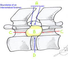 <p>B</p>