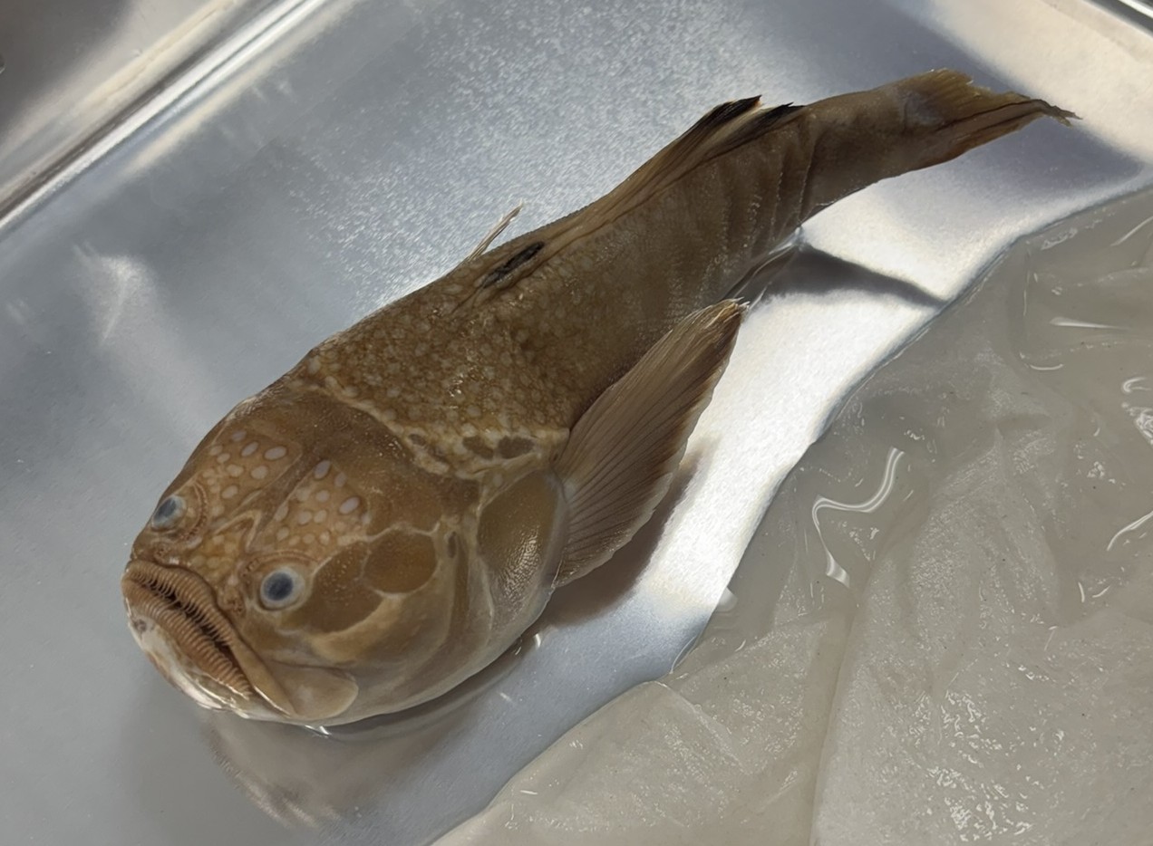 <p>Family Uranoscopidae (stargazers) - <em>Astroscopus guttatus</em></p>