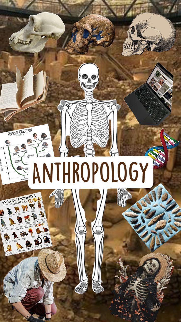 <p>anthropology</p>