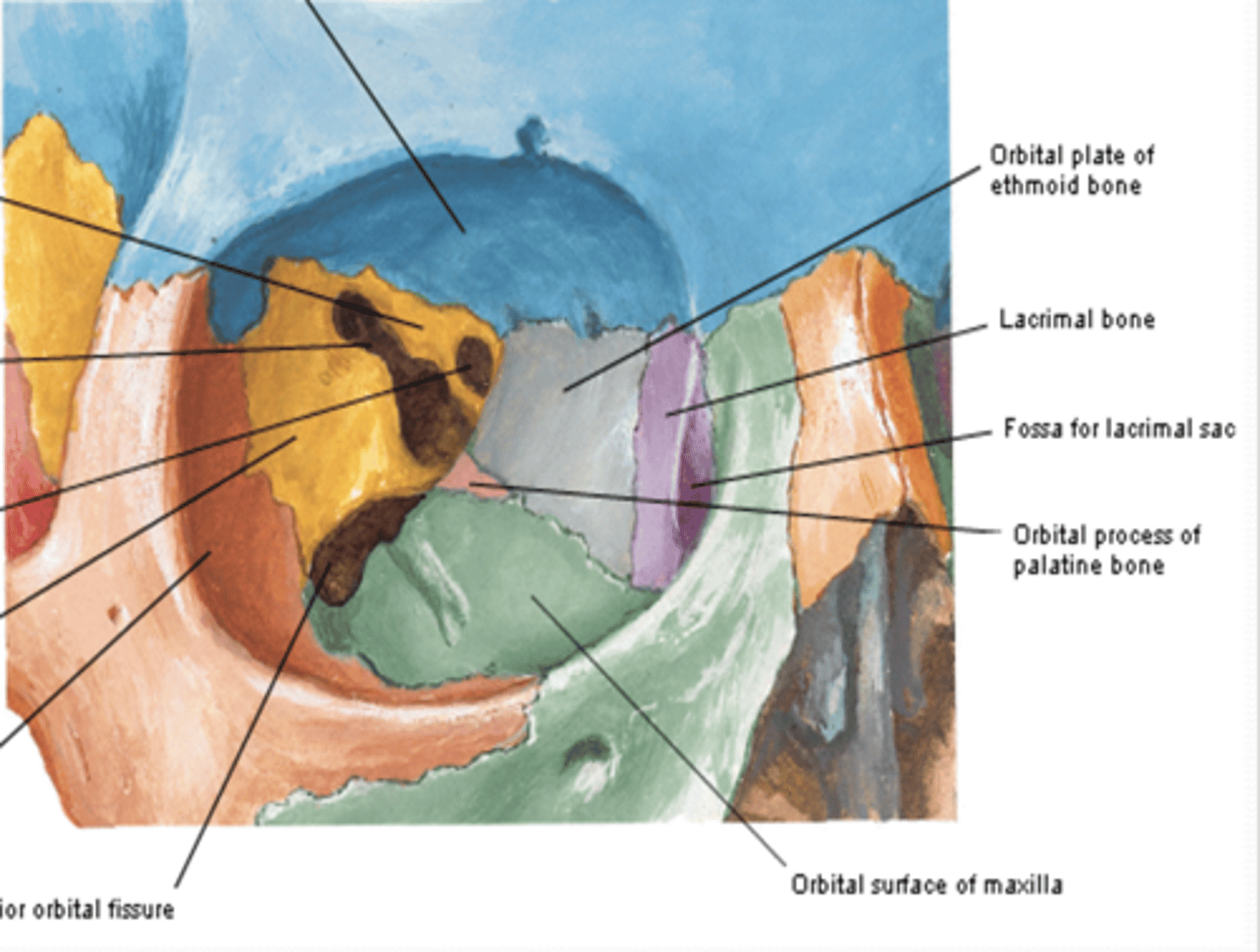<p>What contributes to the inferior wall of the orbit?</p>