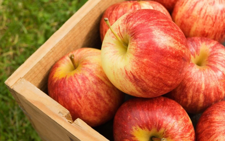<p>Apple</p>