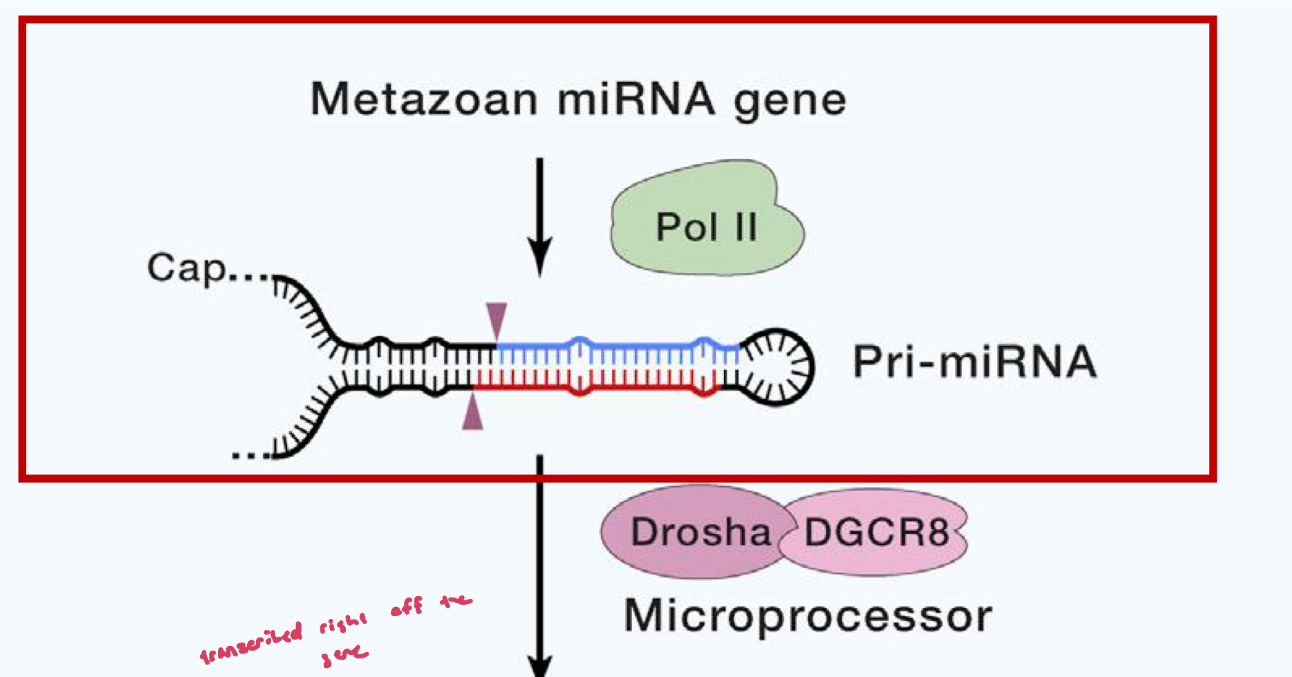 <p>Transcription of a primary miRNA transcript (pri-miRNA) by RNA pol II</p><ul><li><p>transcript typically has a 5’cap</p></li><li><p>3’polyA tail may or may not be present, depending on timing of the next processing step</p><ul><li><p>depends on what machinery reaches the 3’end first (microprocessor Drosha, or polyadenylation)</p></li></ul></li></ul><p></p>