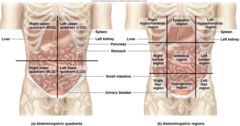 <p>Right upper quadrant- Duodenum, part of the ascending and transverse colon, hepatic flexure, liver, gallbladder, pancreas(head) right kidney, and right adrenal gland</p><p>Right lower quadrant- cecum, appendix, right ureter, right fallopian tubes, and right ovary</p><p>Left upper quadrant- stomach, liver, pancreas, left kidney, left adrenal gland, splenic flexure, spleen, part of transverse and descending colon</p><p>Left lower quadrant- left ureter, left fallopian tube, left ovary, part of descending colon, and sigmoid colon</p>