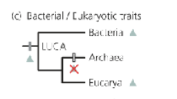 <p>What does the Bacterial/Eukaryotic traits mean?</p>