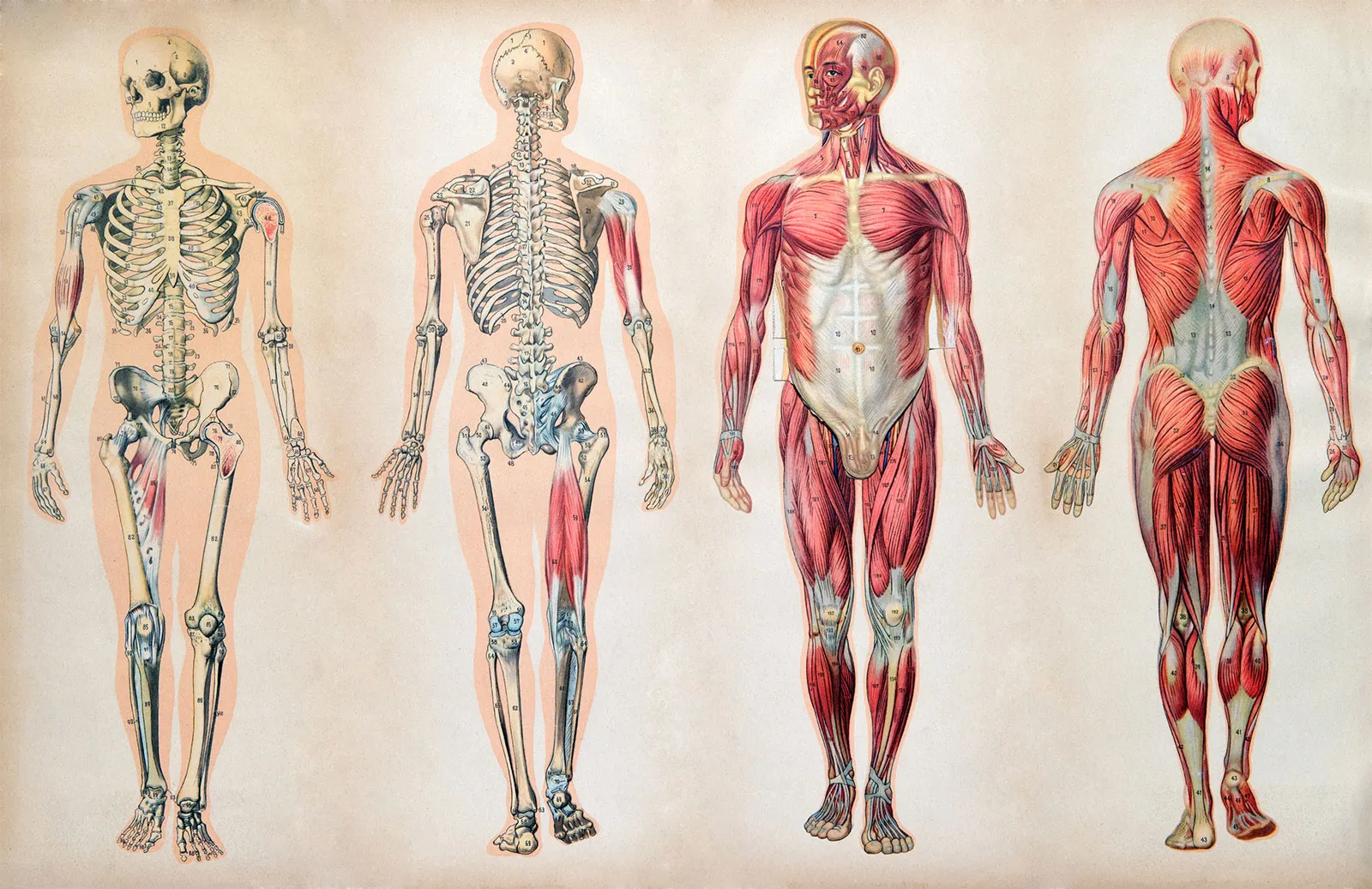<p>(Another term: <u>gross anatomy</u>) study of human body <mark data-color="red" style="background-color: red; color: inherit;">STRUCTURES</mark>, how the body parts are <mark data-color="purple" style="background-color: purple; color: inherit;">ORGANIZED</mark>, and the science of interconnected structures of organisms, or of their parts.</p>