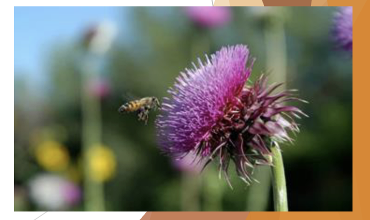 <p>Asteraceae</p><p>Carduus nutans</p><p>musk thistle</p>