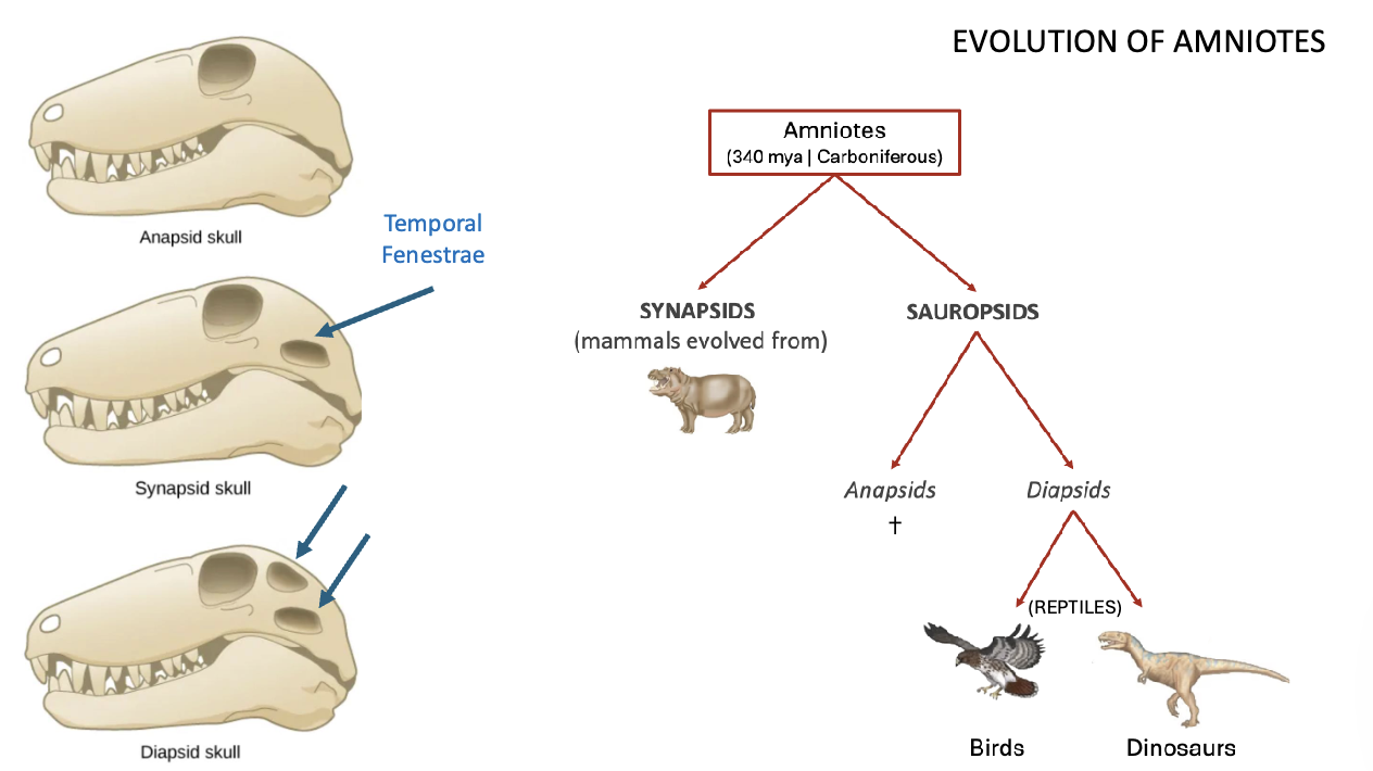 <p>SKULL TYPES (3)</p>