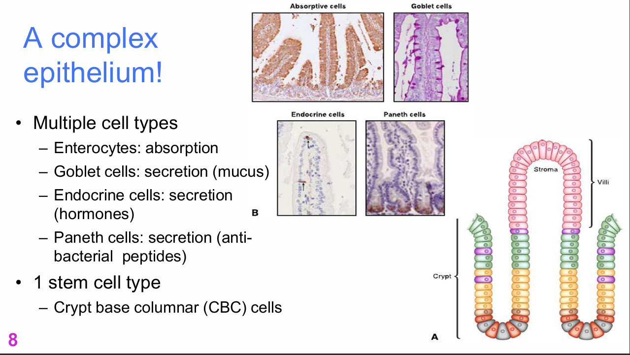 <p>Crypt base columnar (CBC) cells.</p><p>Despite the gut containing multiple specialised mature cell types, the slide identifies one major stem-cell type: CBC cells.</p>