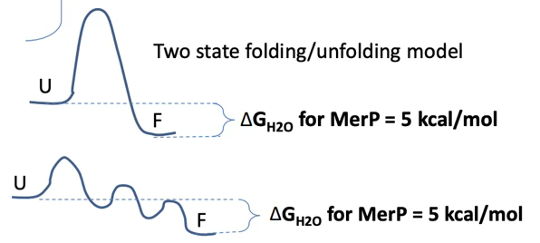 <p>What happens to the structure of the protein during the 3 main ways for the amide proton to be exposed?</p>