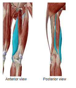 <p>Identify this muscle of the Posterior Thigh and its origin, insertion, action and innervation</p>