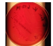 <p>What is this </p>