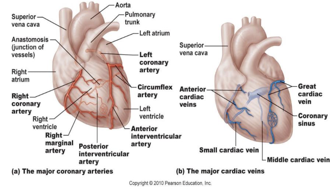 <p>Coronary circulation is important because the heart is the ___ organ supplied </p>